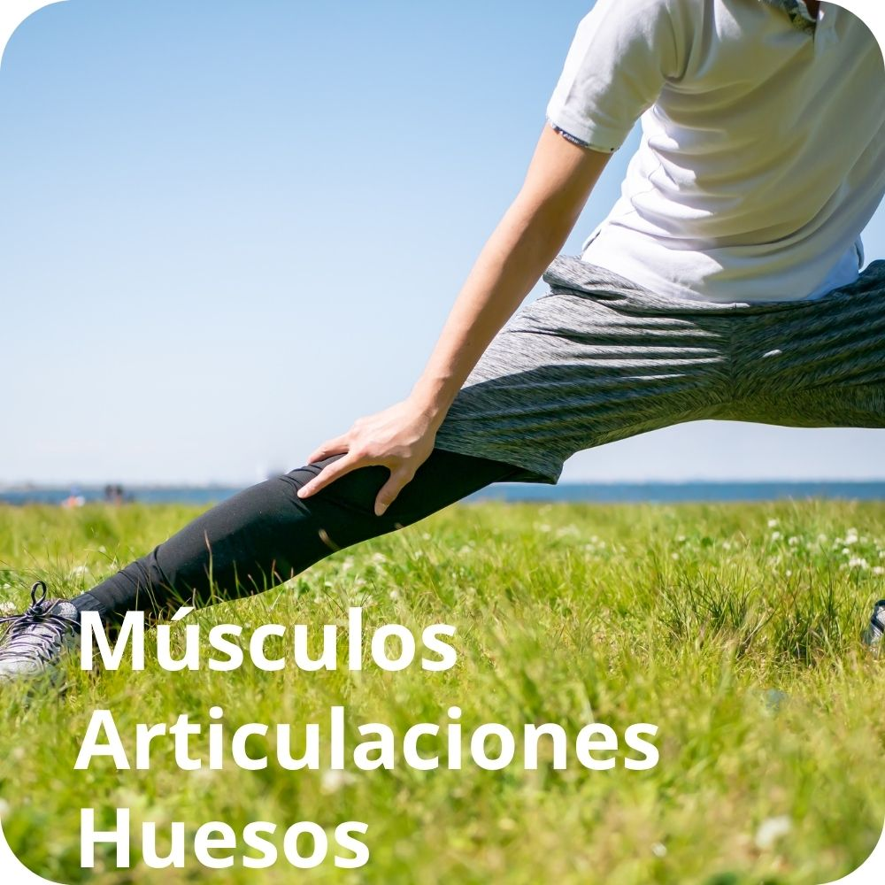 Músculos Articulaciones y Huesos